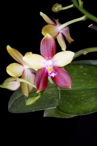 Phalaenopsis Tying Shin Fly Eagle Wilson HCC/AOS 78 pts.